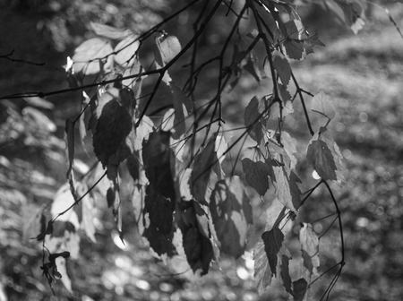 birch leaves in the garden in summer, black-and-white photographの写真素材