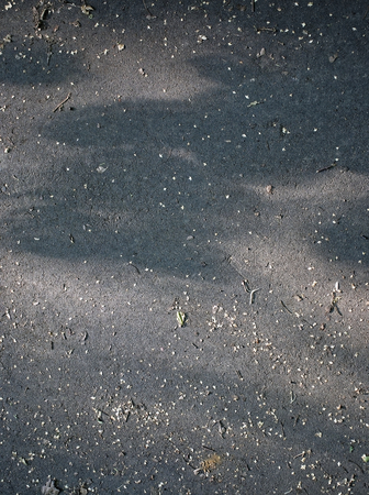 asphalt texture petals of white flowers in summer, Russiaの写真素材