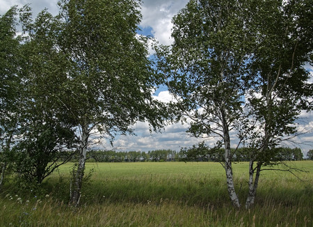 a field with cut grass on a cloudy day in summer, Russiaの写真素材