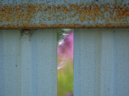 dandelion seeds in the web on the fence, Russiaの写真素材