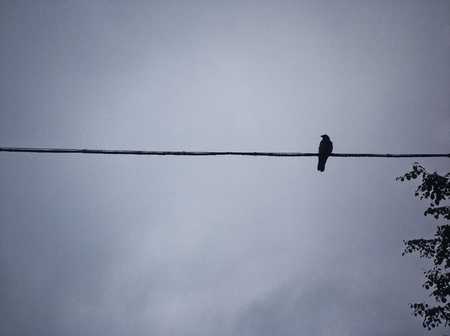 bird sitting on a wire against the cloudy sky, Moscowの写真素材