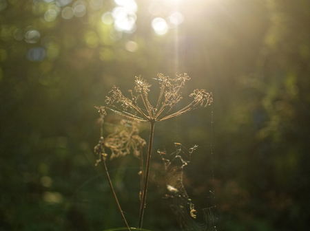 panicle with wild grass seeds in the sun, summerの写真素材
