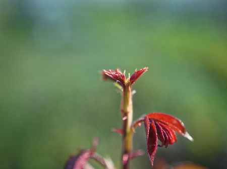 the sprig of roses in the fall in the garden, macro, Russiaの写真素材