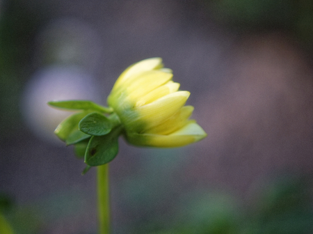 little yellow Dahlia flower in the garden, Russiaの写真素材