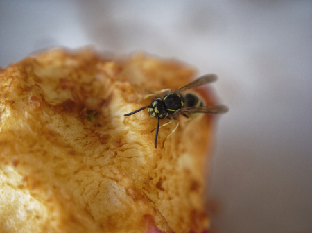wasp on the table eating an Apple, Russia