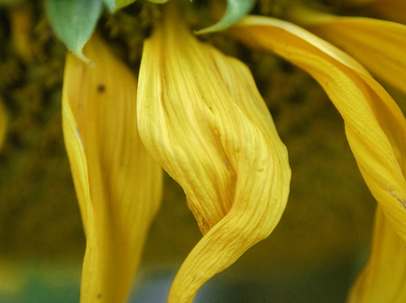 yellow sunflower leaves macro in summer, Russiaの写真素材