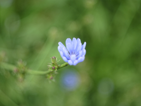 little blue flower in autumn in the garden, Russiaの写真素材