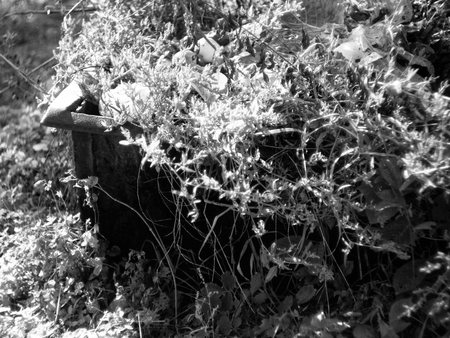 old barrel of trash in the fall in the garden, black-and-white photographの写真素材