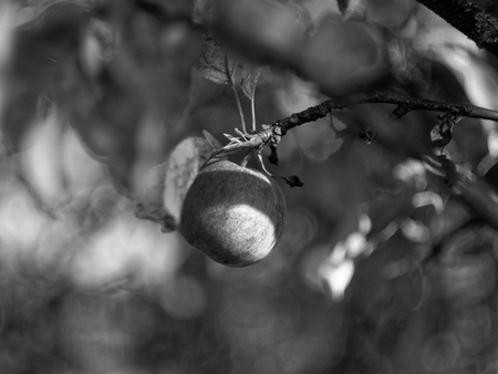 Apple on a tree in autumn in the garden, black and white photoの写真素材