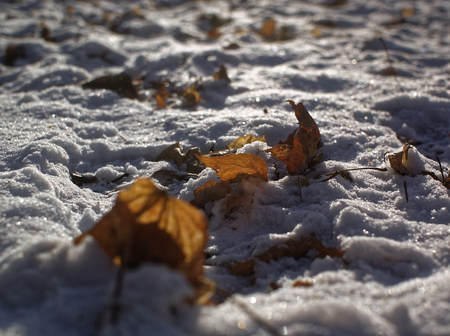 brown leaves in snow in winter, Moscow
