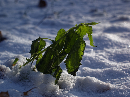 nettle plant in snow in winter, Moscowの写真素材