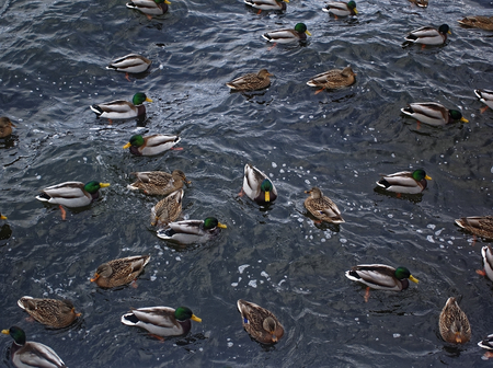 ducks swim in the river in November, Moscowの写真素材