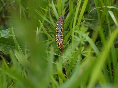 large multicolored horned caterpillar crawling on grass, Russia
