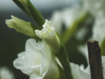 white gladiolus in the summer garden, Russiaの写真素材