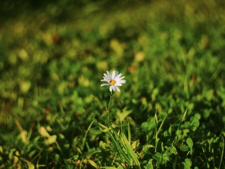 chamomile on a background of green grass, Russiaの写真素材