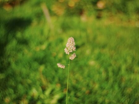 wild grass in the garden in summer, Russia