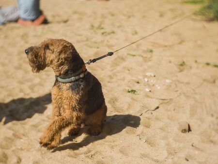 Welsh Terrier on the sand on the river Bank, Russia