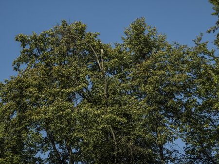 crown of the big lime tree against the blue sky, Moscow