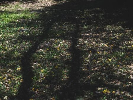 shadows from trees in the Park in summer, Moscow