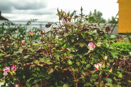 Bush roses in summer in the garden, Russia