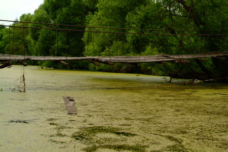 small river overgrown with grass in summer, Russia