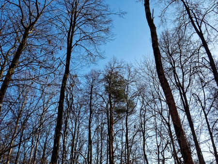 trees in the forest in winter on a Sunny day, Moscow