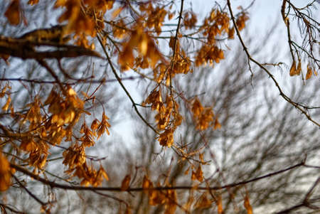 maple seeds on a tree in winter, Moscowの写真素材