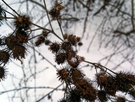 the thorns on the bushes in winter, Moscowの写真素材