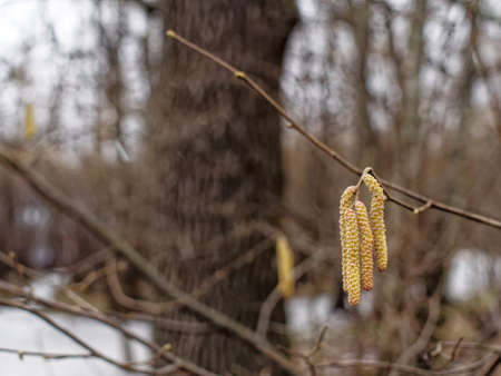 catkins with seeds on a branch in the forest in winter, Moscow