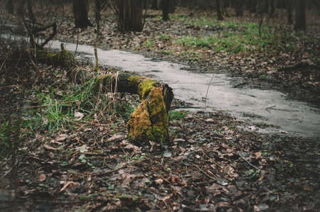 green moss on a stump in the woodsの写真素材