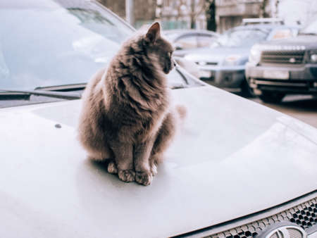 Fluffy cat sits on a car in spring, Moscow
