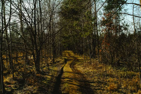 Dirt road through trees in spring, Russia