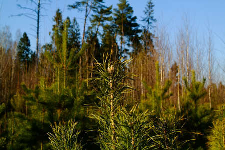 young Christmas tree in early spring on a clear day, Russia