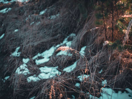 fluffy grass in the field in early spring, Russiaの写真素材