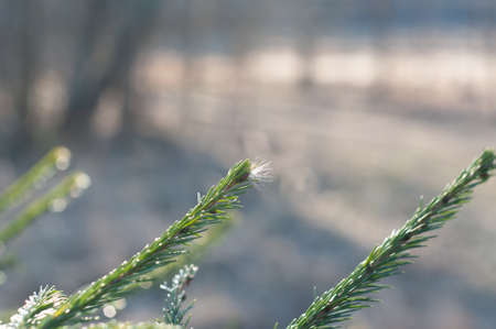 young Christmas tree in early spring on a clear day, Russiaの写真素材
