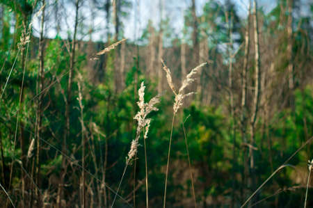 fluffy grass in the field in early spring, Russia