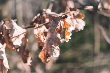 dry leaves on a branch of oak in spring, Russiaの写真素材