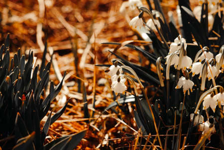 Spring flowers in a garden, Russia