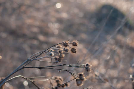 Dry flower bud on blurred during spring