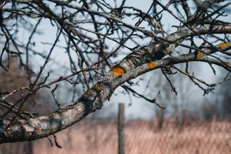 Dry tree branches in spring garden, Russia
