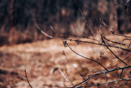 Dry tree branches in spring garden, Russiaの写真素材