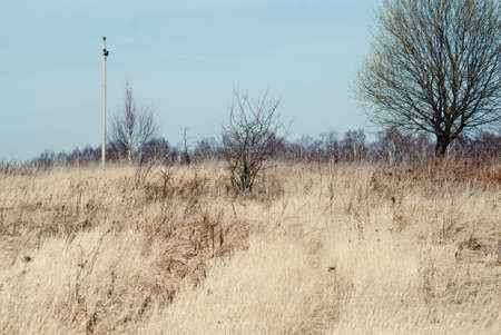 a small tree among the dried grass in spring, Russiaの写真素材
