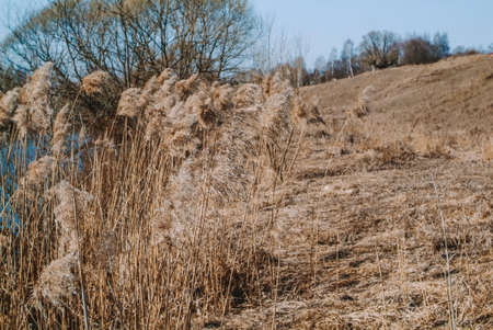 dry grass on the banks of the river in spring, Russiaの写真素材