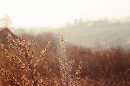 dry grass on the banks of the river in spring, Russia
