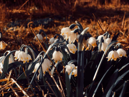 Small white flowers spring in the garden, Russia