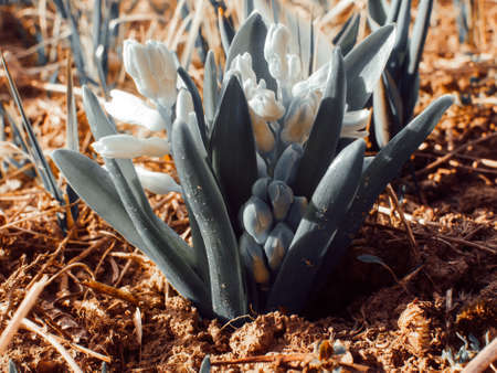 Small white flowers spring in the garden, Russiaの写真素材