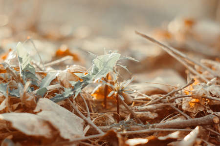 young grass in the forest in spring, Russiaの写真素材