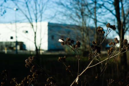 thorns on the bushes of the burdock in the spring, Russiaの写真素材