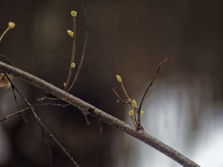 young leaves on a spring branch in the woods, Russiaの写真素材