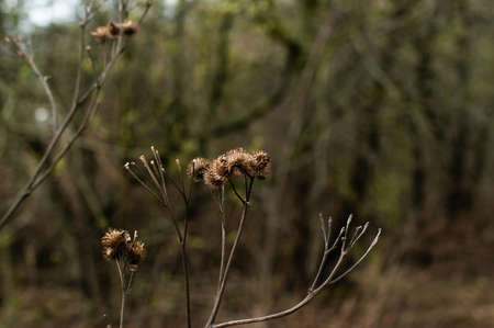 the thorns of the thistles spring close-up, Russiaの写真素材